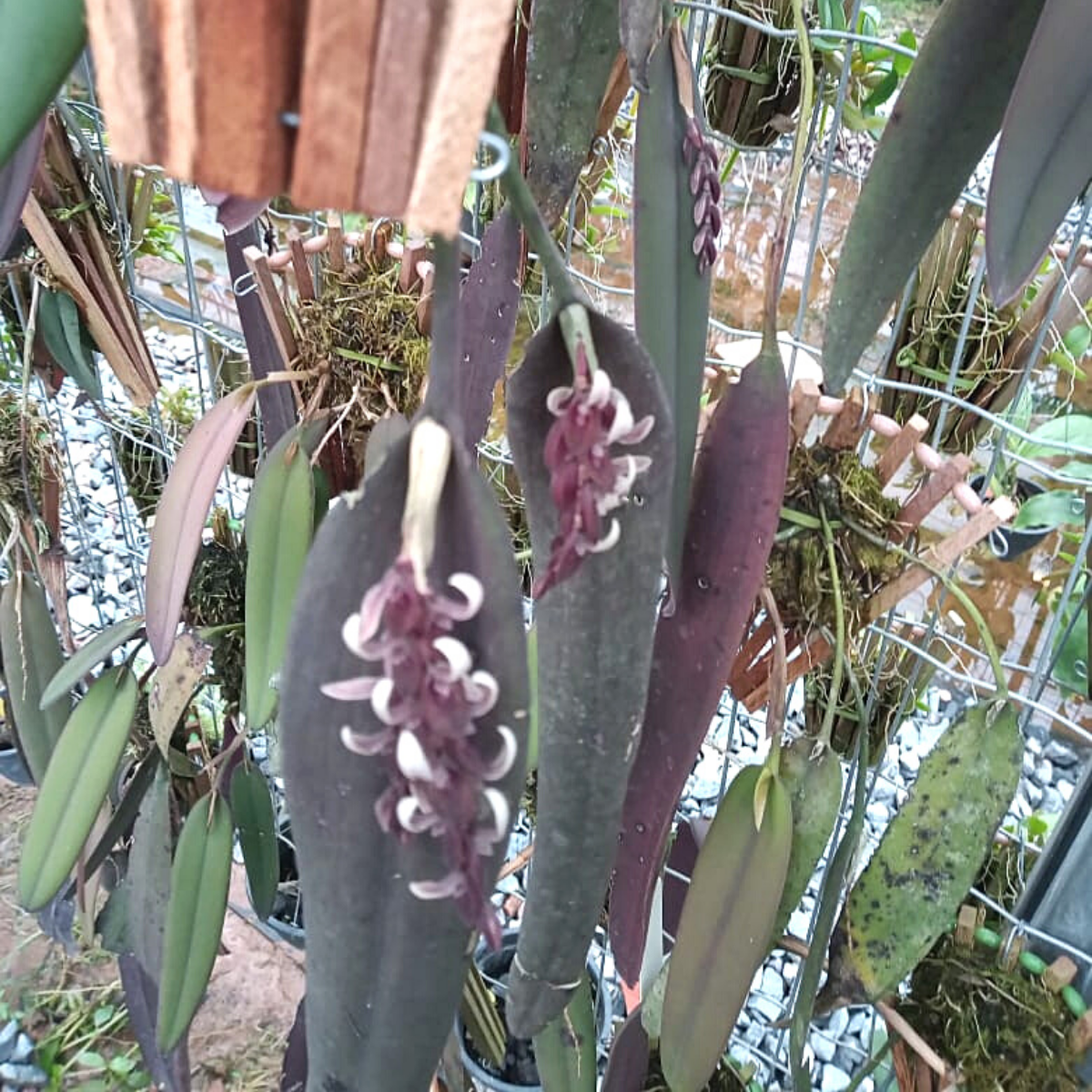 Acianthera strupifolia