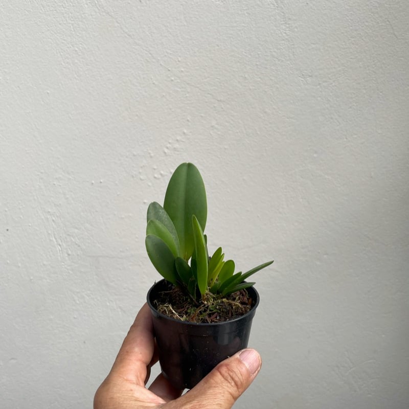 Acianthera saurocefalo muda