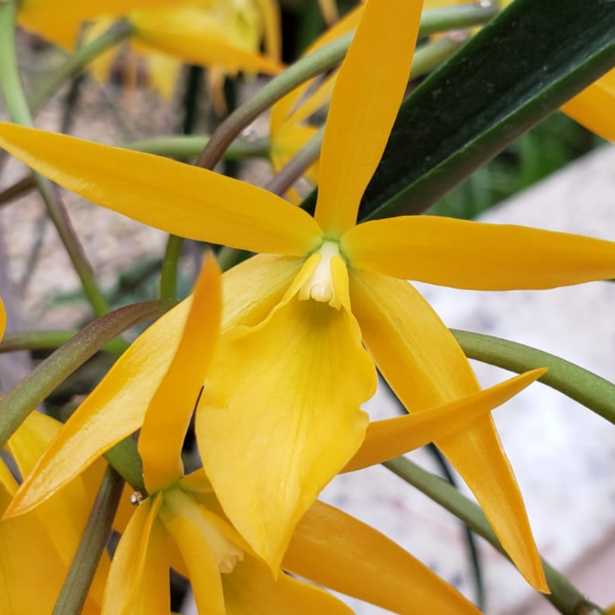 Bc. Sunny delight flor2