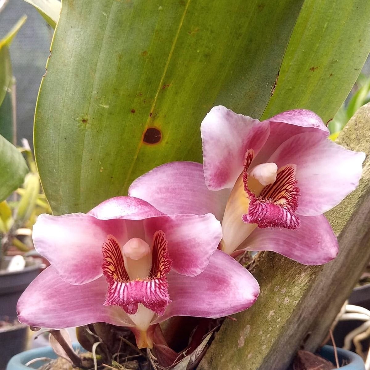 Bifrenaria harrissoniae flor Hamilton