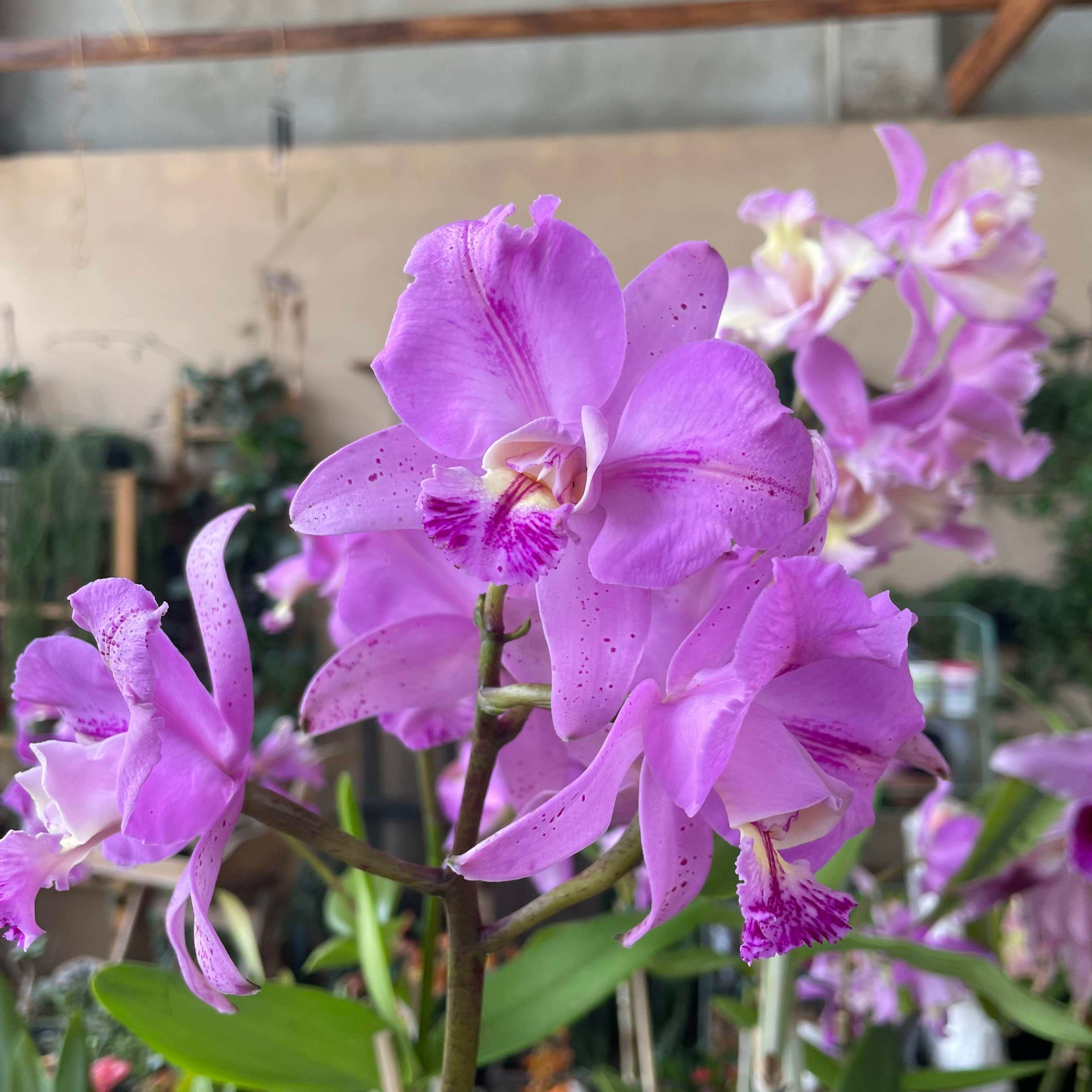 Blc. Jinyti Ishikawa X Cattleya Harrisoniana flor3