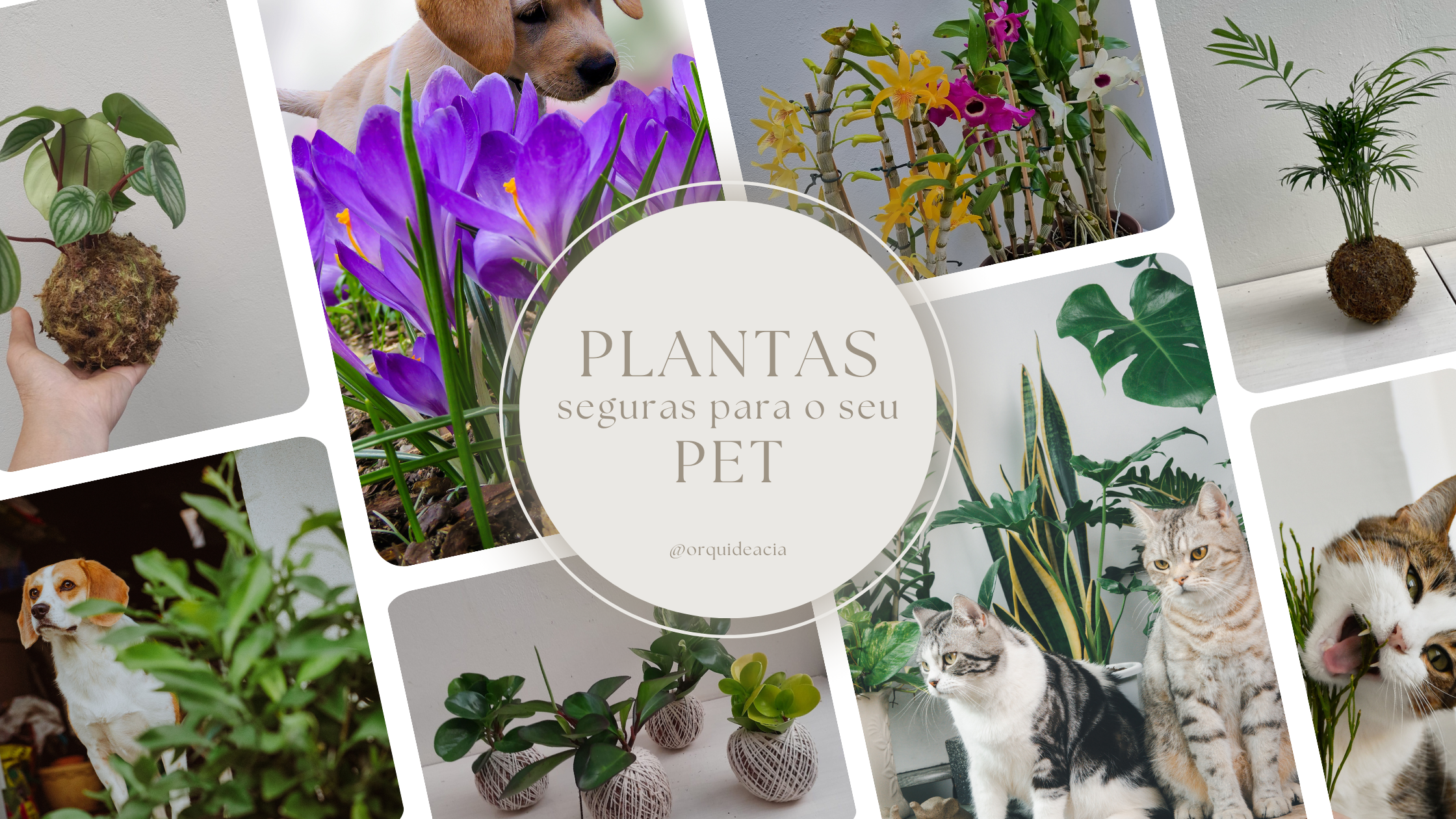 Plantas