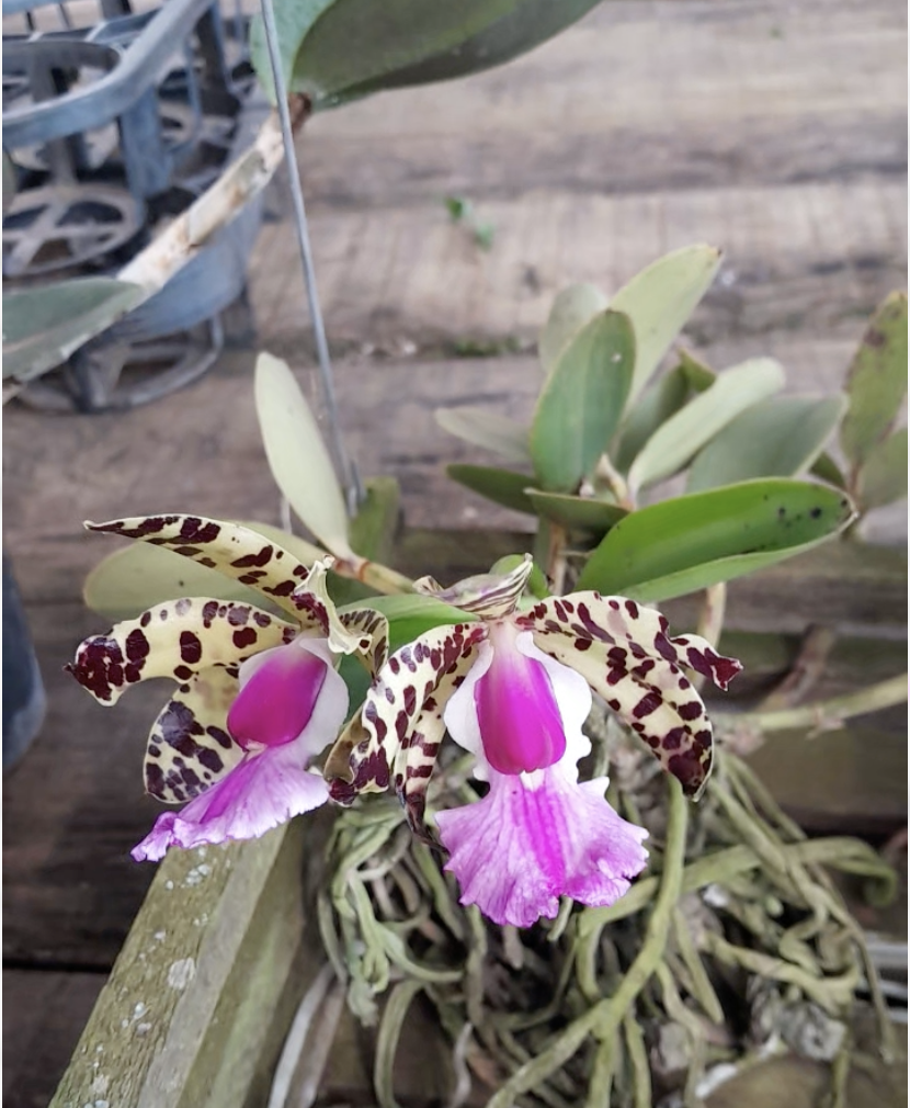 Cattleya aclandiae flor