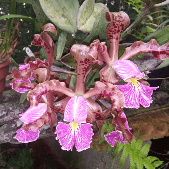 Cattleya schilleriana flor2