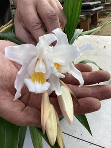 Coelogynae cristata