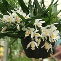 Coelogyne cristata flor4