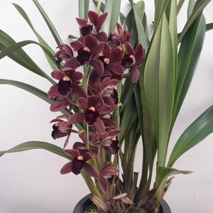 Cymbidium Black shower3