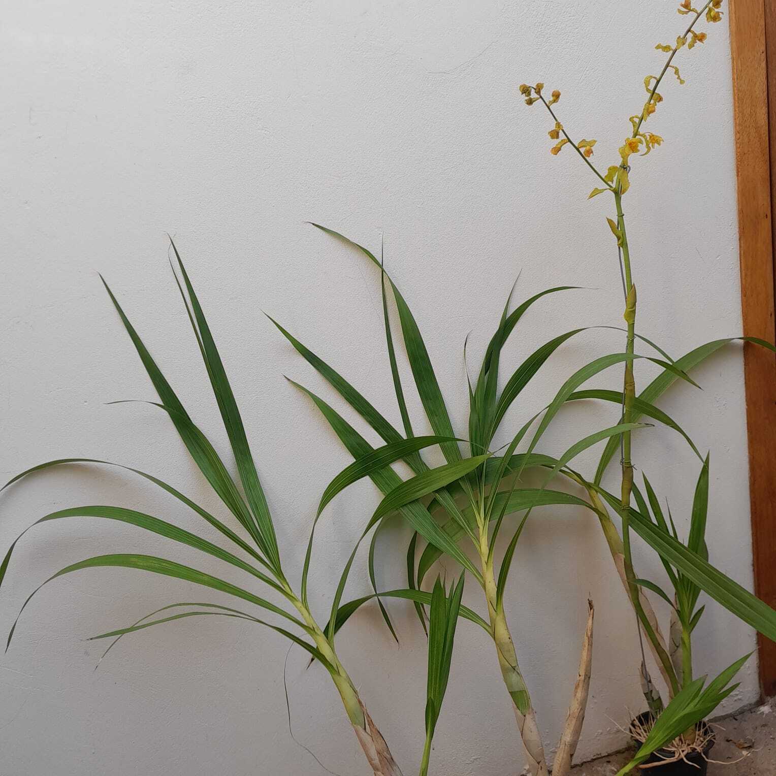 Cyrtopodium glutiniferum5