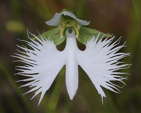 480px-Habenaria_radiata_flower