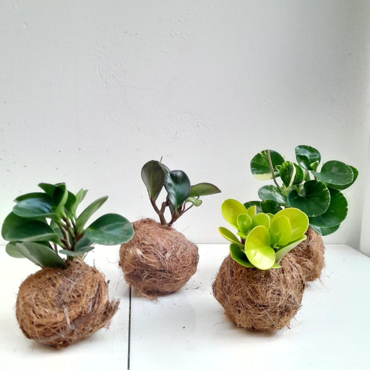 Kit 4 Kokedama peperomia coco2