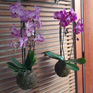 Kokedama Phalaenopsis varios4