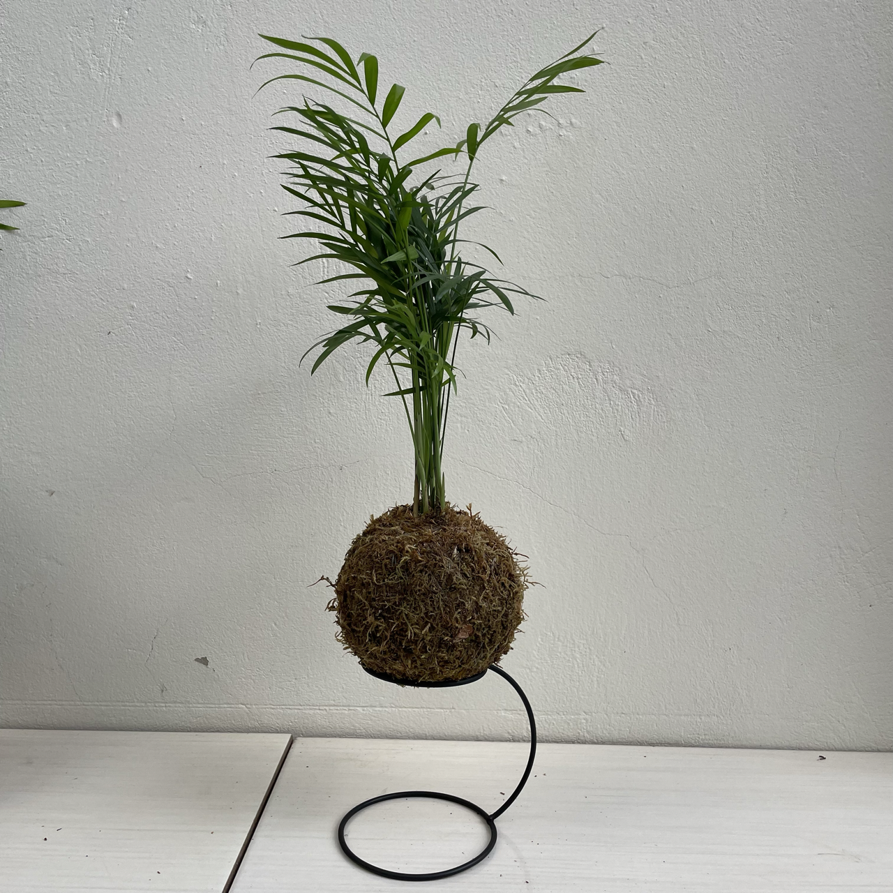 Kokedama de Palmeirinha neutro + suporte cafe2