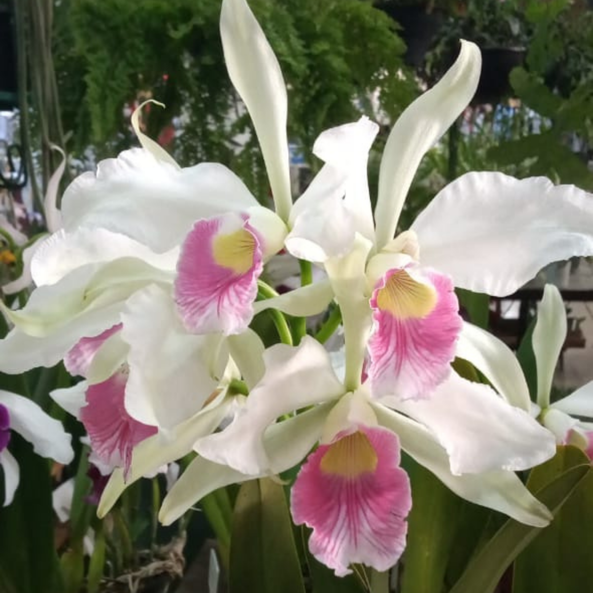 Laelia purpurata carnea flor