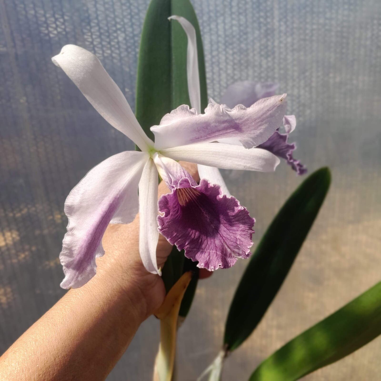 Lc. Roebling flor