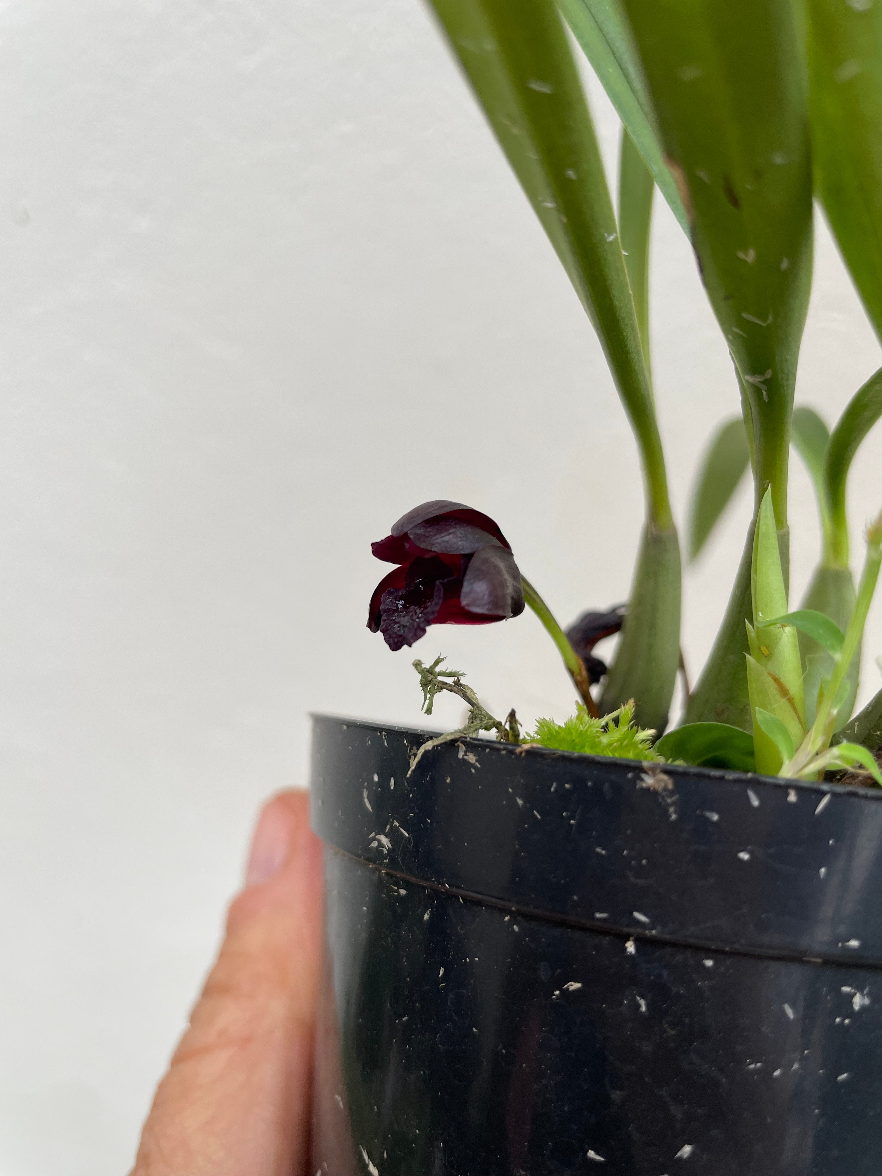 Maxillaria schunkeana flor