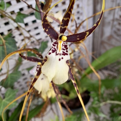 Miltassia kauais choice flor