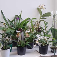 Nosso Top Orquídeas de Inverno