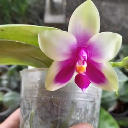 Phalaenopsis belina verde pequena2