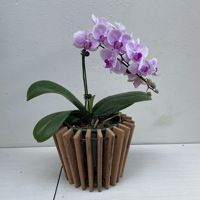 Phalaenopsis com suporte de madeira