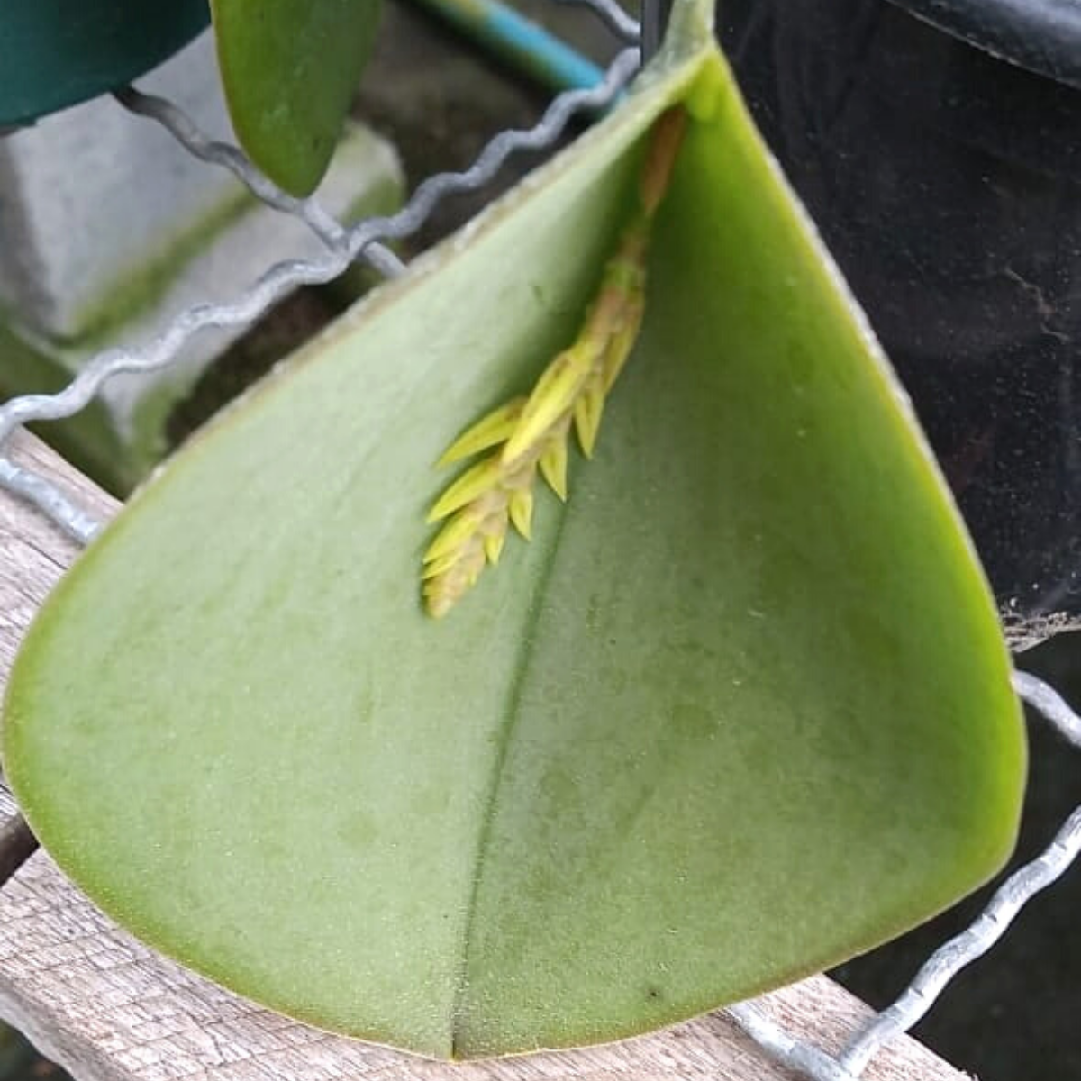 Pleurothalis pectinata flor