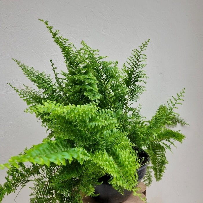 Samambaia cabelo de anjo