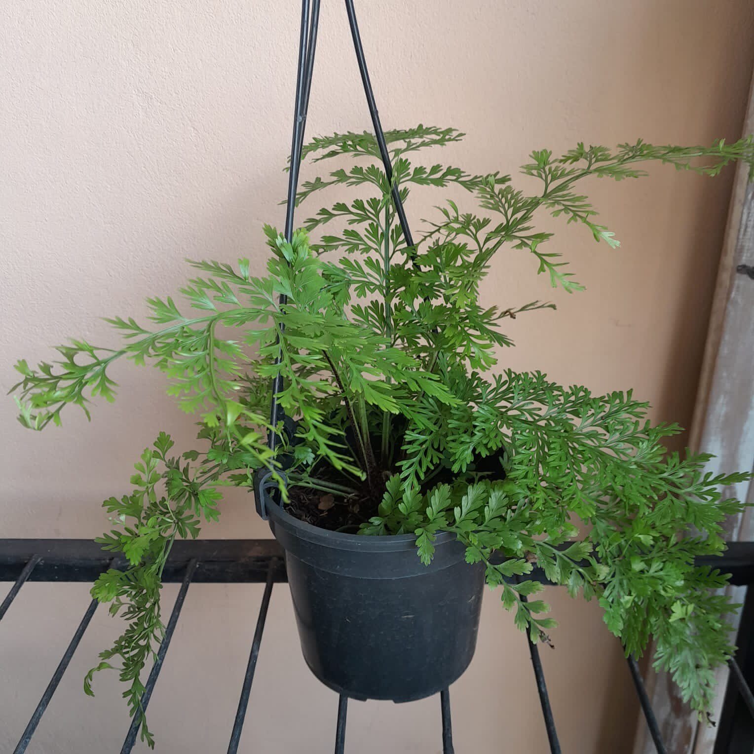 Samambaia salsa salsinha