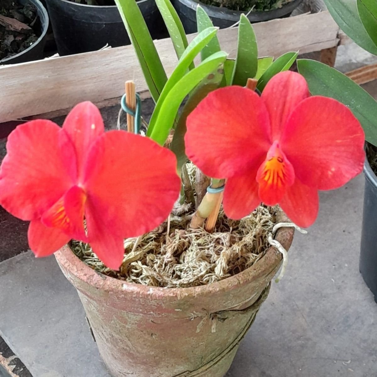 Sophronitis coccinea flor gde2