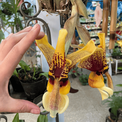 Stanhopea tigrina flor5