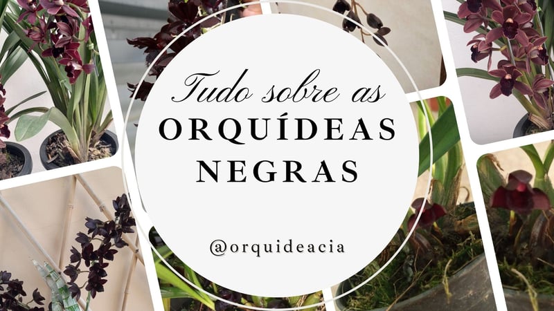 Tudo sobre as orquideas negras