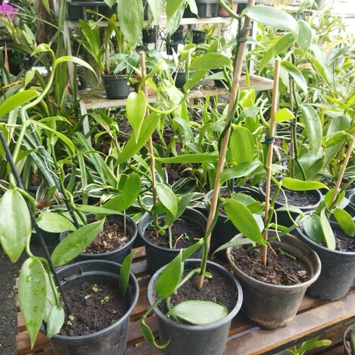 Vanilla mudas