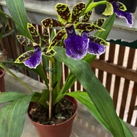 Zygopetalum flor7