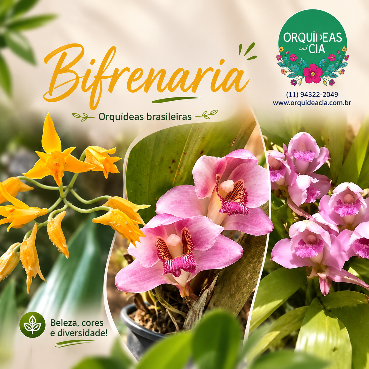bifrenaria6ac2005b-0bf2-4648-aad7-a589b0d6cdc4