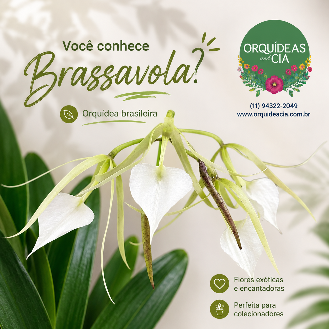 brassavolabe2f57a2-5949-4ca4-b9f1-ff43595b7809