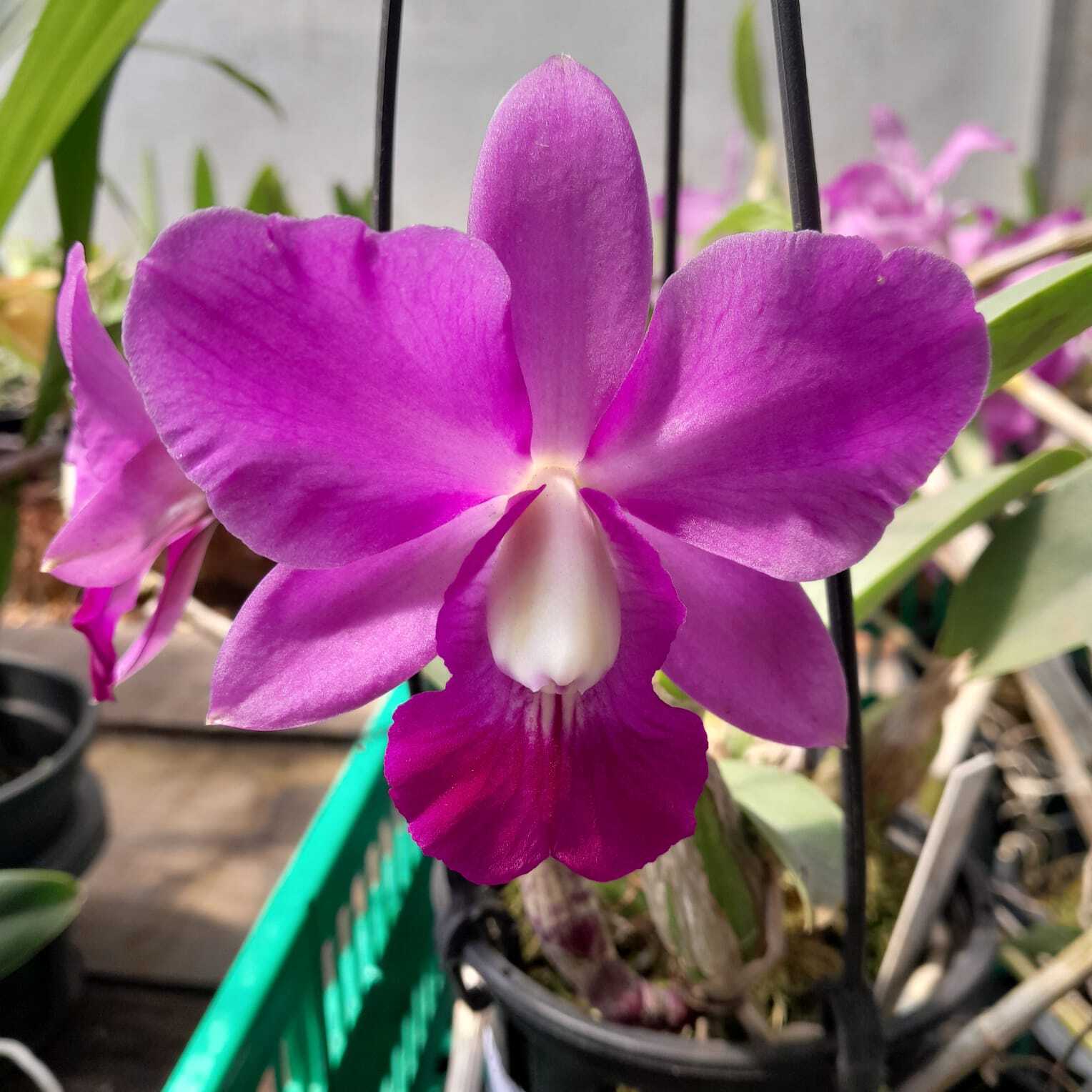 c. walkeriana flor