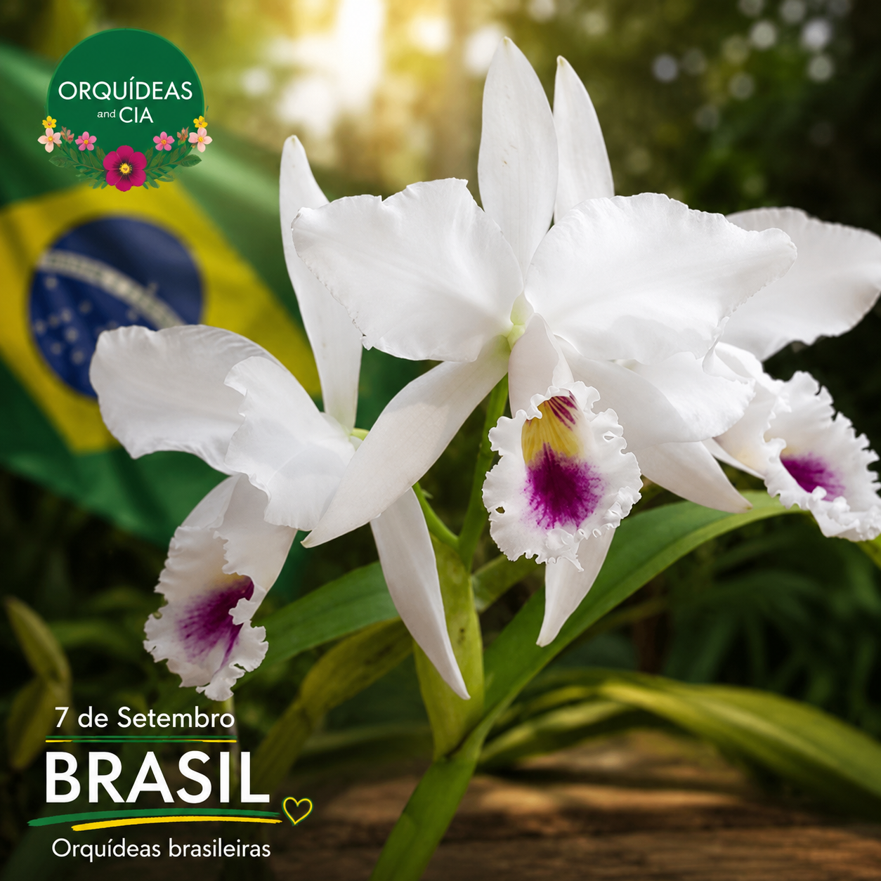cattleya labiata 7 setembro
