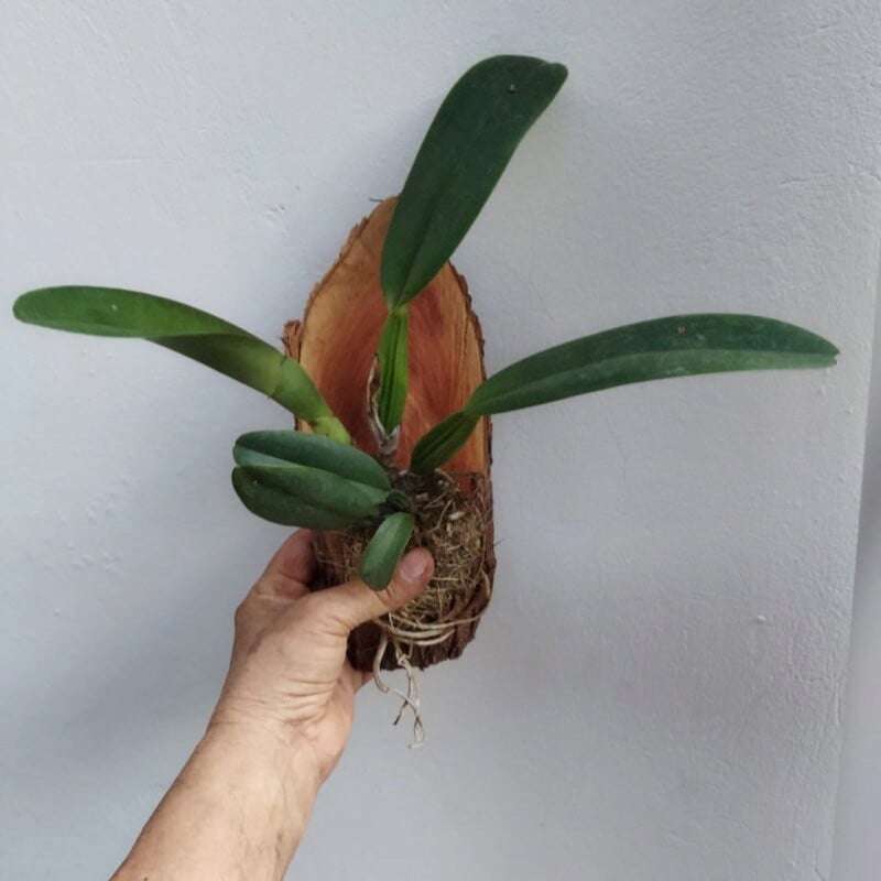 cattleya na madeira novo4