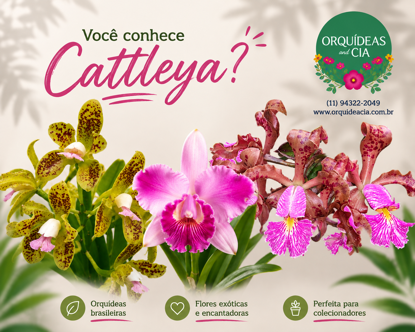 cattleyae2d17c00-5fcf-430a-93ef-039a3a3b573d