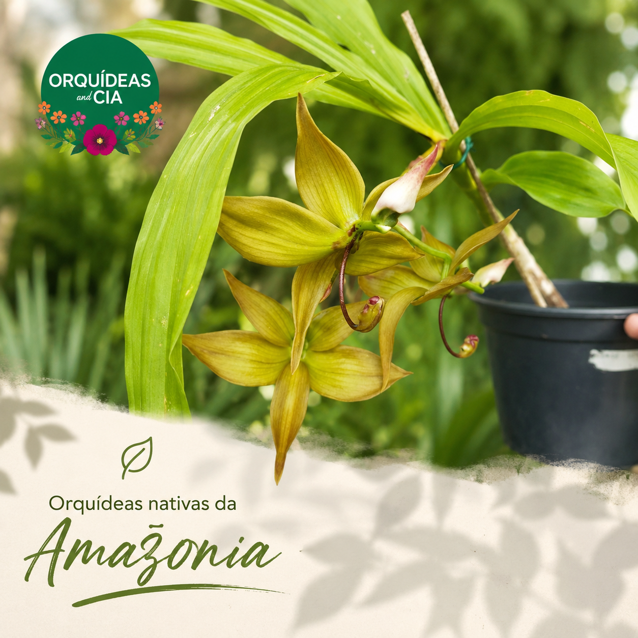 cycnodes _orquideas amazonia