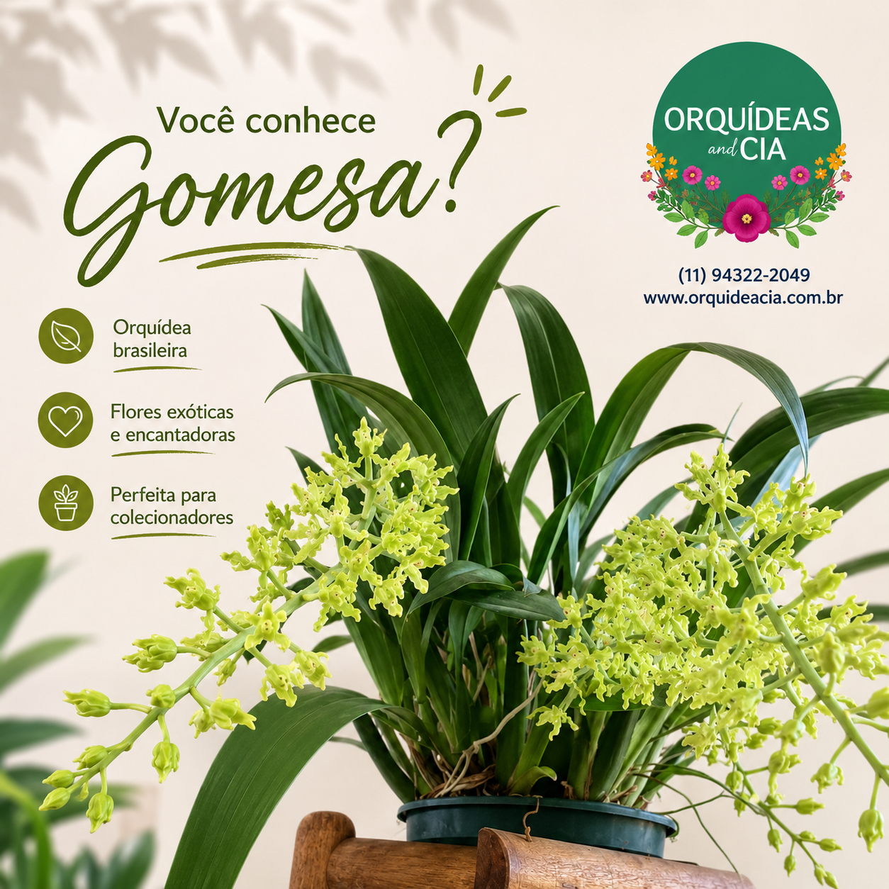 gomesac6bda205-ad6d-47bc-88c6-3cb3d37970f9