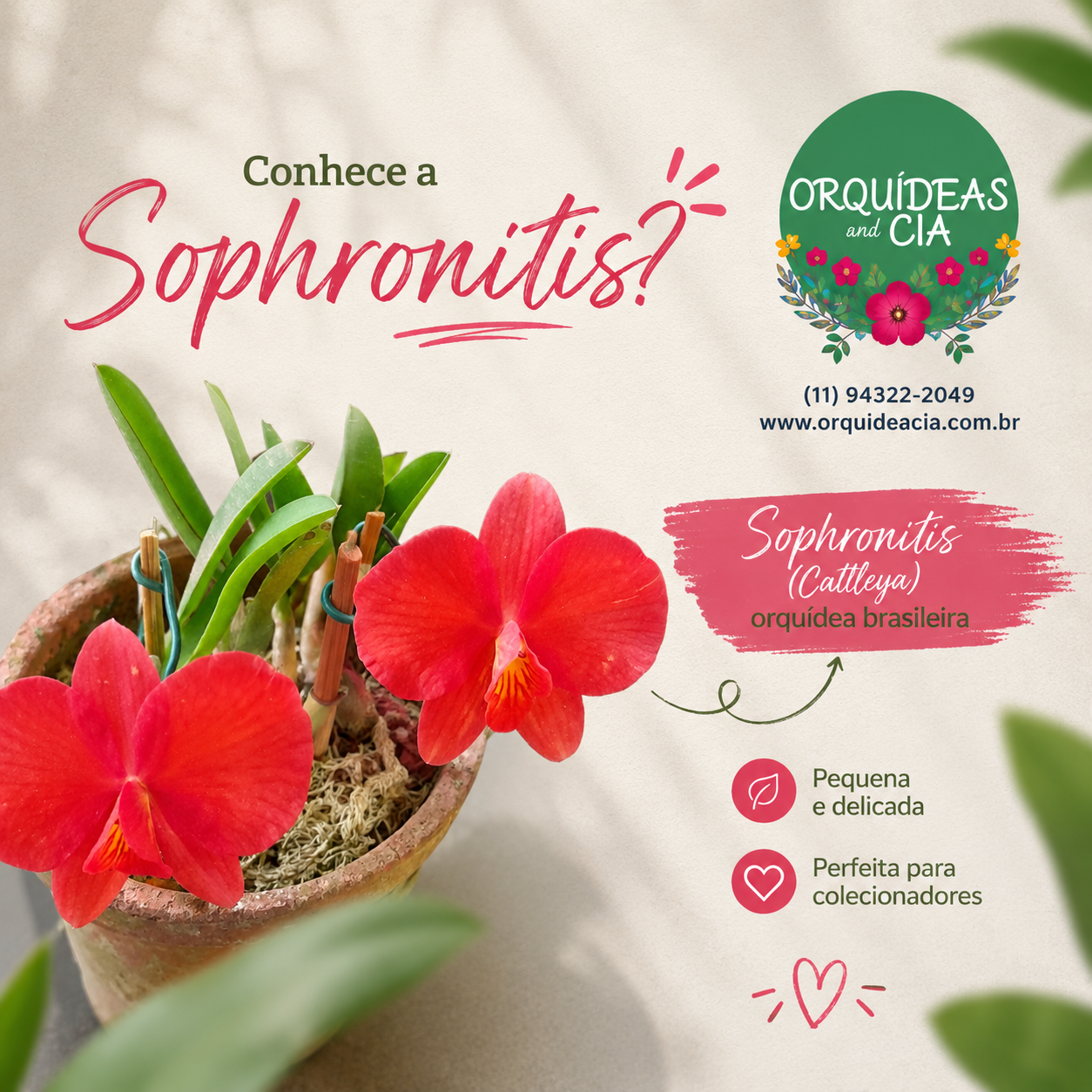 sophrnitis1205bf09-156c-4a22-bf1b-ecd2e8cb4b22