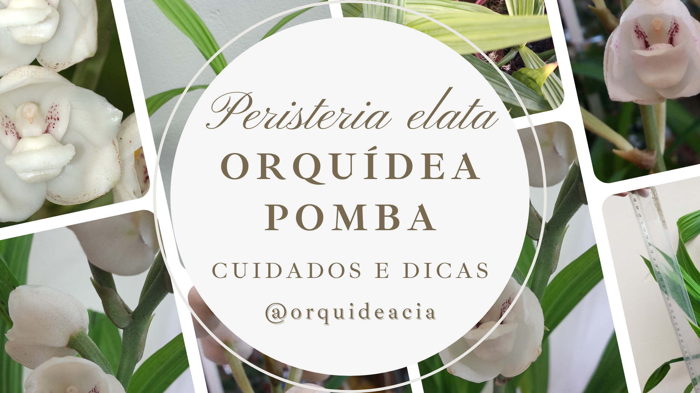 Descubra as fascinantes características da orquídea pomba, uma das flores mais exóticas e belas do mundo.